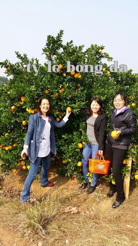 hái cam rồi